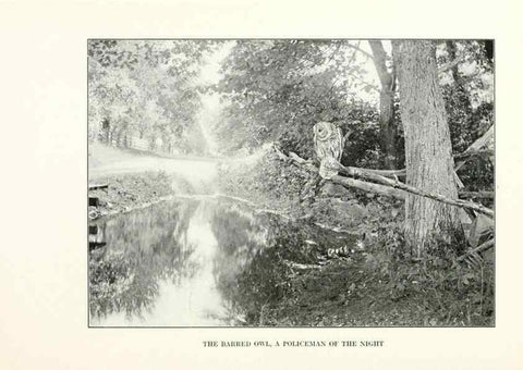 Reproducción/Reproduction 7599645140: The human side of birds,. New York,Frederick A. Stokes company[c1917]