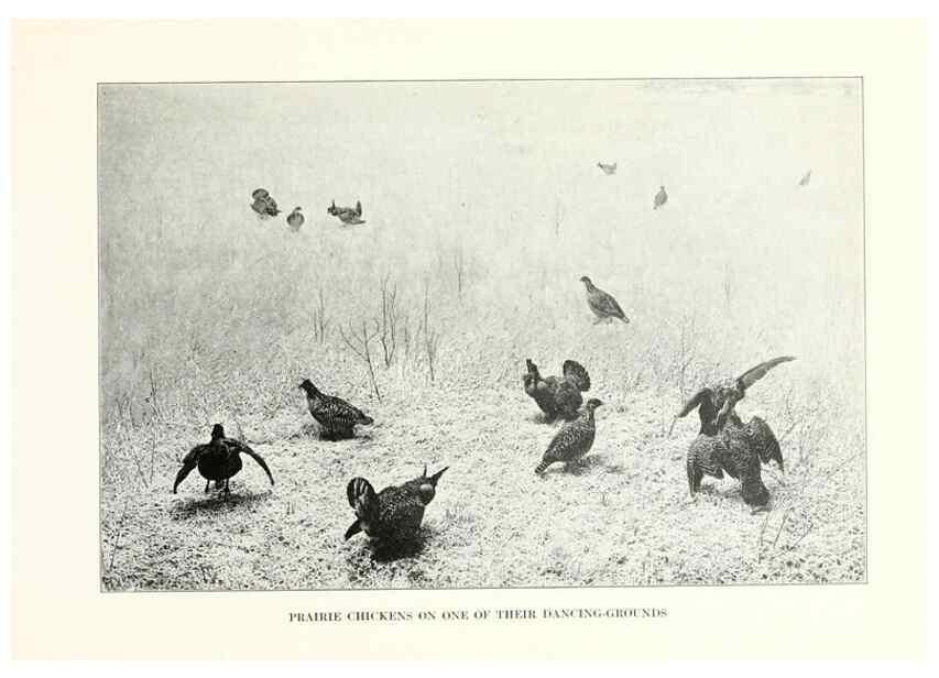 Reproducción/Reproduction 7599646788: The human side of birds,. New York,Frederick A. Stokes company[c1917]