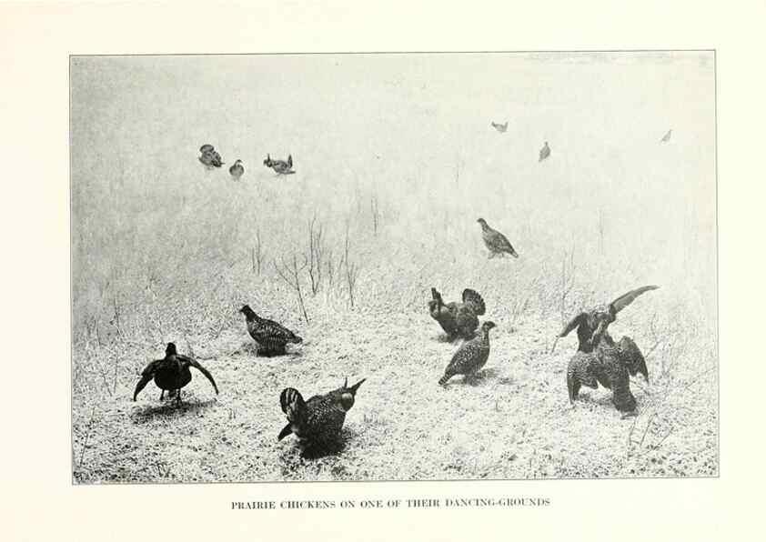 Reproducción/Reproduction 7599646788: The human side of birds,. New York,Frederick A. Stokes company[c1917]