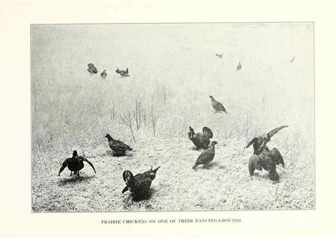 Reproducción/Reproduction 7599646788: The human side of birds,. New York,Frederick A. Stokes company[c1917]