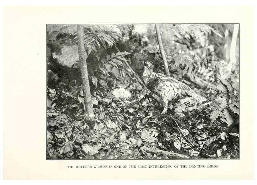 Reproducción/Reproduction 7599648568: The human side of birds,. New York,Frederick A. Stokes company[c1917]