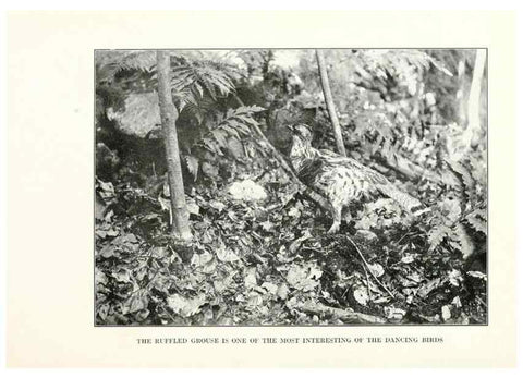Reproducción/Reproduction 7599648568: The human side of birds,. New York,Frederick A. Stokes company[c1917]