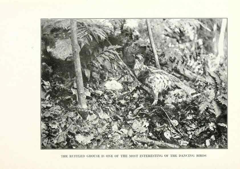 Reproducción/Reproduction 7599648568: The human side of birds,. New York,Frederick A. Stokes company[c1917]