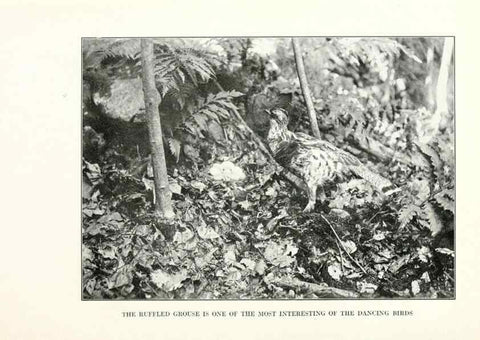 Reproducción/Reproduction 7599648568: The human side of birds,. New York,Frederick A. Stokes company[c1917]