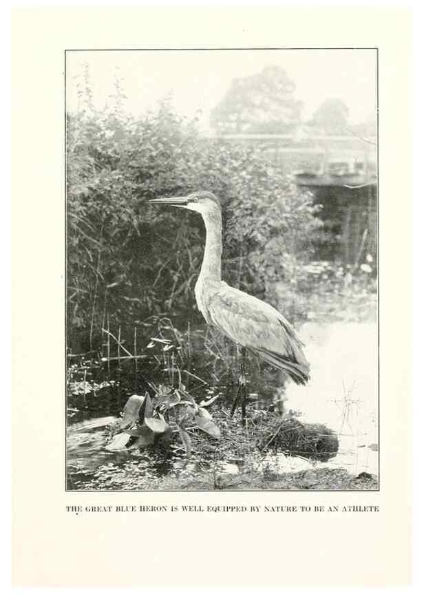 Reproducción/Reproduction 7599649872: The human side of birds,. New York,Frederick A. Stokes company[c1917]