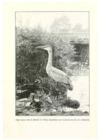 Reproducción/Reproduction 7599649872: The human side of birds,. New York,Frederick A. Stokes company[c1917]