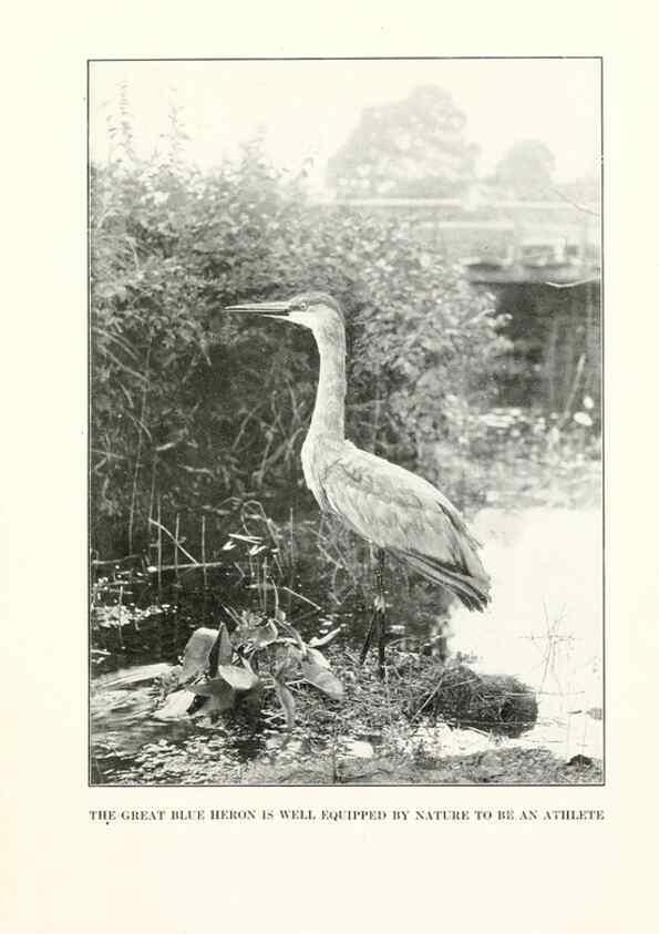 Reproducción/Reproduction 7599649872: The human side of birds,. New York,Frederick A. Stokes company[c1917]