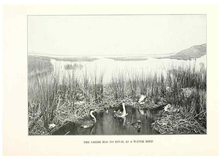 Reproducción/Reproduction 7599651292: The human side of birds,. New York,Frederick A. Stokes company[c1917]
