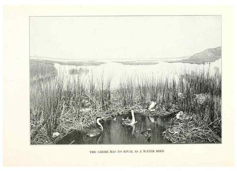 Reproducción/Reproduction 7599651292: The human side of birds,. New York,Frederick A. Stokes company[c1917]