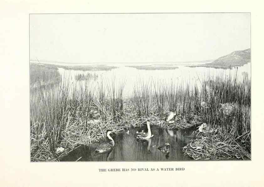 Reproducción/Reproduction 7599651292: The human side of birds,. New York,Frederick A. Stokes company[c1917]
