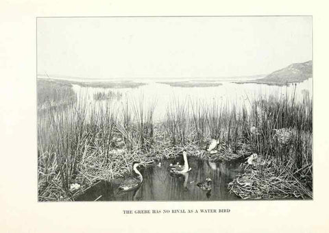 Reproducción/Reproduction 7599651292: The human side of birds,. New York,Frederick A. Stokes company[c1917]