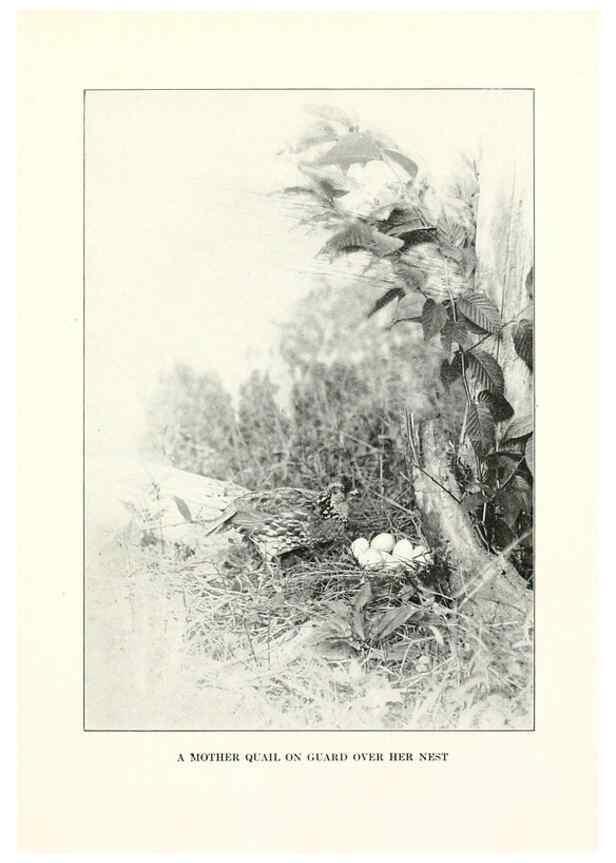 Reproducción/Reproduction 7599652560: The human side of birds,. New York,Frederick A. Stokes company[c1917]
