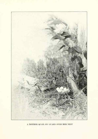 Reproducción/Reproduction 7599652560: The human side of birds,. New York,Frederick A. Stokes company[c1917]