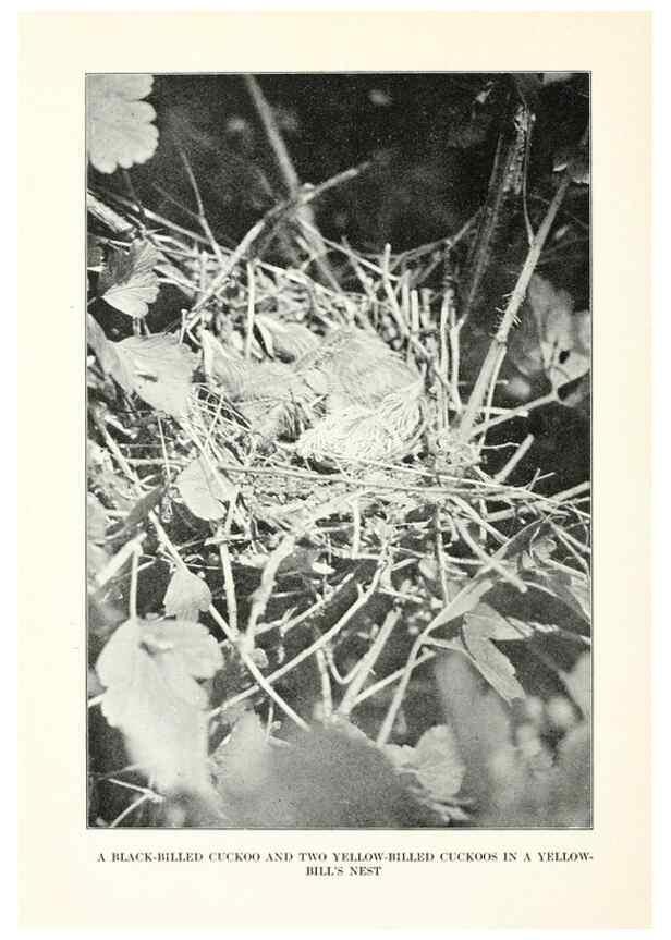 Reproducción/Reproduction 7599653848: The human side of birds,. New York,Frederick A. Stokes company[c1917]
