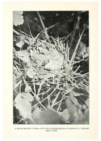 Reproducción/Reproduction 7599653848: The human side of birds,. New York,Frederick A. Stokes company[c1917]