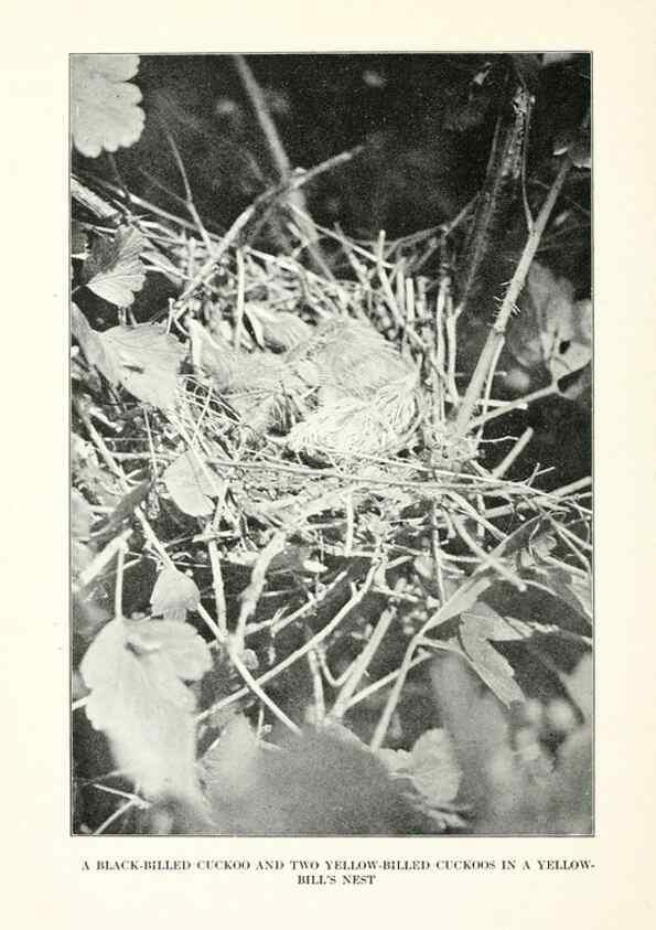 Reproducción/Reproduction 7599653848: The human side of birds,. New York,Frederick A. Stokes company[c1917]
