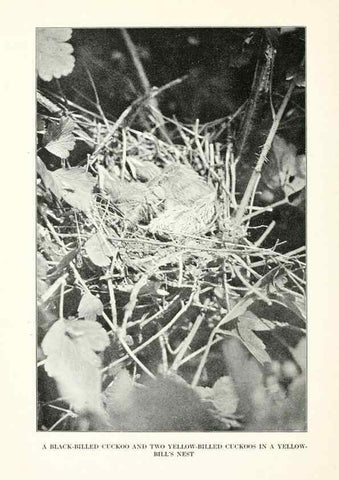 Reproducción/Reproduction 7599653848: The human side of birds,. New York,Frederick A. Stokes company[c1917]