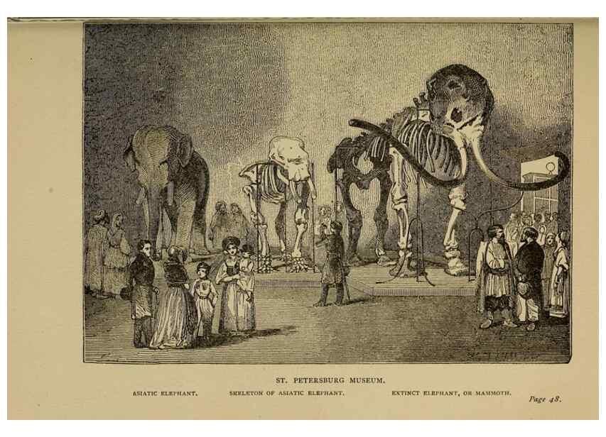Reproducción/Reproduction 7583932808: The ivory king;. New York,C. Scribner's sons,1886.