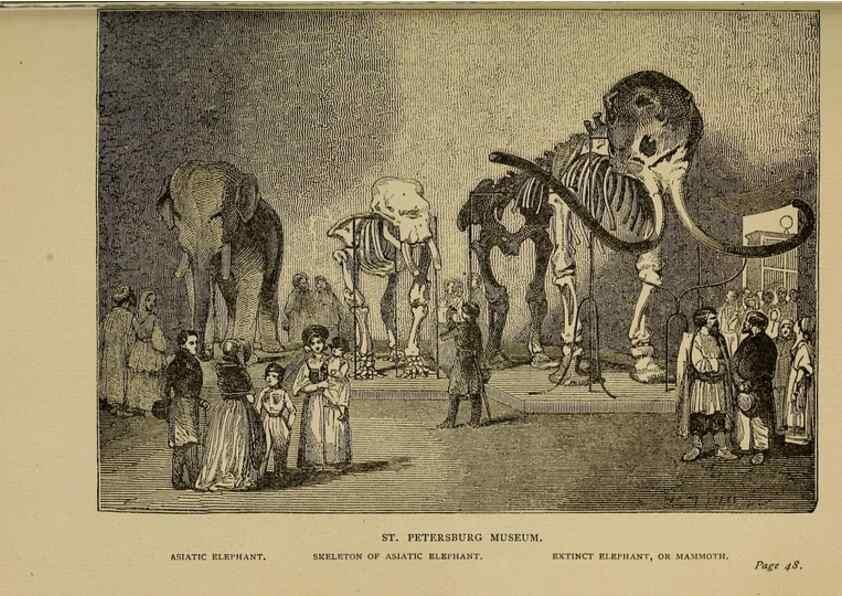 Reproducción/Reproduction 7583932808: The ivory king;. New York,C. Scribner's sons,1886.