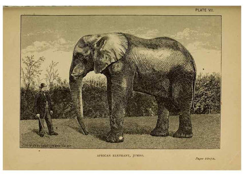 Reproducción/Reproduction 7583937690: The ivory king;. New York,C. Scribner's sons,1886.