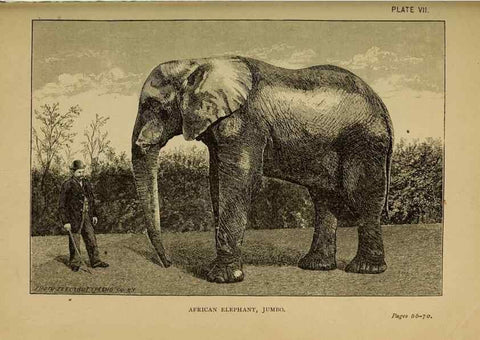 Reproducción/Reproduction 7583937690: The ivory king;. New York,C. Scribner's sons,1886.
