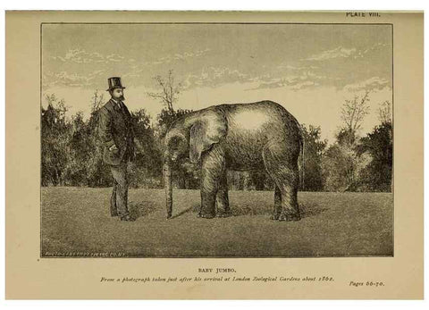 Reproducción/Reproduction 7583939408: The ivory king;. New York,C. Scribner's sons,1886.