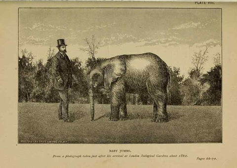 Reproducción/Reproduction 7583939408: The ivory king;. New York,C. Scribner's sons,1886.