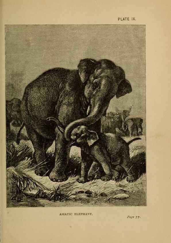 Reproducción/Reproduction 7583941168: The ivory king;. New York,C. Scribner's sons,1886.