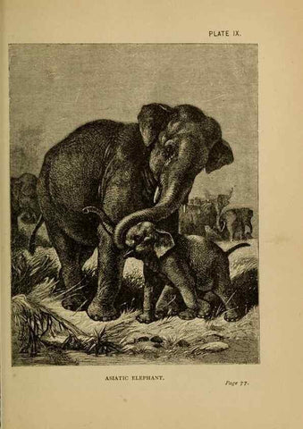 Reproducción/Reproduction 7583941168: The ivory king;. New York,C. Scribner's sons,1886.