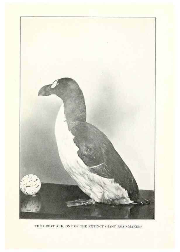 Reproducción/Reproduction 7599655428: The human side of birds,. New York,Frederick A. Stokes company[c1917]