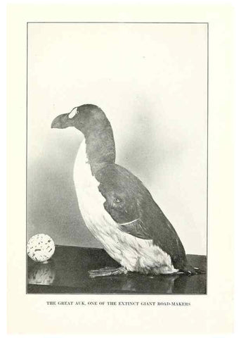 Reproducción/Reproduction 7599655428: The human side of birds,. New York,Frederick A. Stokes company[c1917]