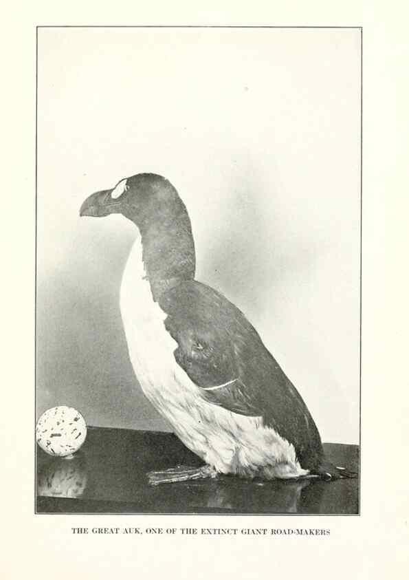Reproducción/Reproduction 7599655428: The human side of birds,. New York,Frederick A. Stokes company[c1917]