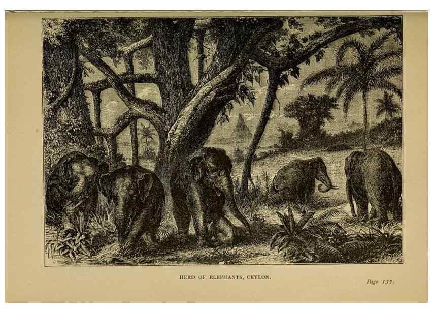 Reproducción/Reproduction 7583946196: The ivory king;. New York,C. Scribner's sons,1886.
