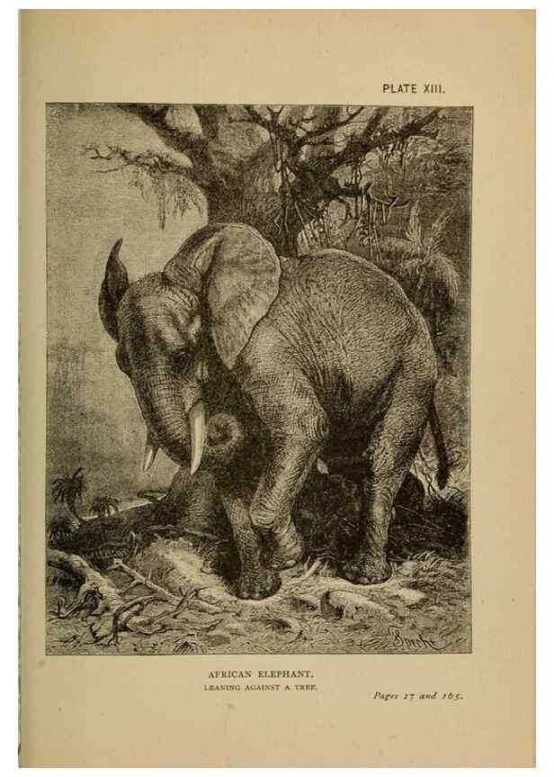 Reproducción/Reproduction 7583947684: The ivory king;. New York,C. Scribner's sons,1886.