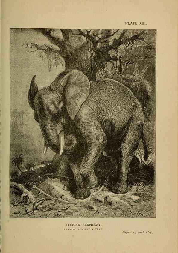 Reproducción/Reproduction 7583947684: The ivory king;. New York,C. Scribner's sons,1886.