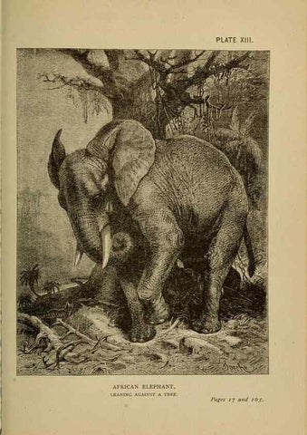 Reproducción/Reproduction 7583947684: The ivory king;. New York,C. Scribner's sons,1886.