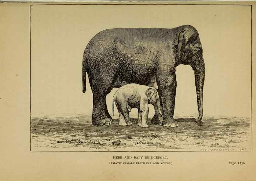 Reproducción/Reproduction 7583949004: The ivory king;. New York,C. Scribner's sons,1886.