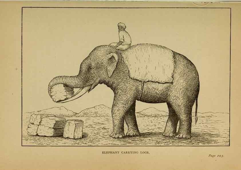 Reproducción/Reproduction 7583950160: The ivory king;. New York,C. Scribner's sons,1886.