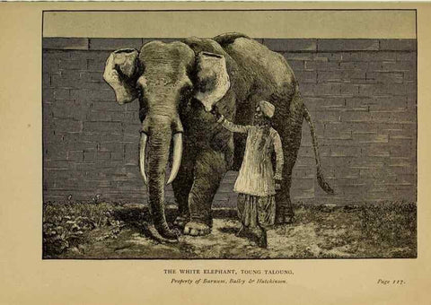 Reproducción/Reproduction 7583944512: The ivory king;. New York,C. Scribner's sons,1886.