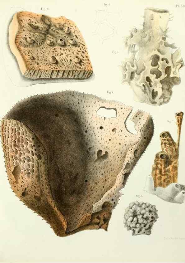 Reproducción/Reproduction 7643327290: Spongiaires de la mer Caraïbe,. Harlem,Les héritiers Loosjes,1864.