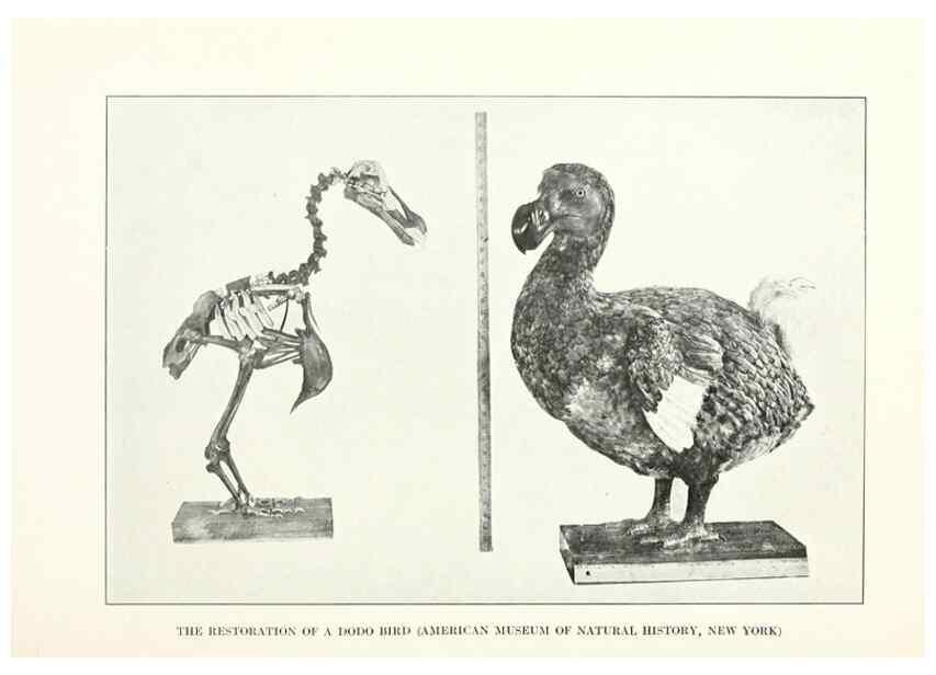 Reproducción/Reproduction 7599656538: The human side of birds,. New York,Frederick A. Stokes company[c1917]