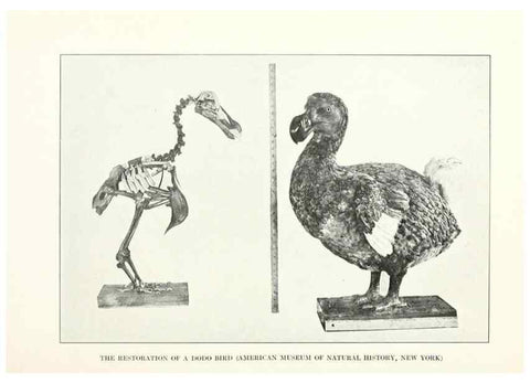 Reproducción/Reproduction 7599656538: The human side of birds,. New York,Frederick A. Stokes company[c1917]
