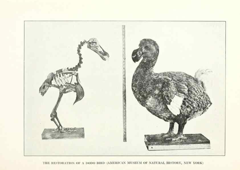 Reproducción/Reproduction 7599656538: The human side of birds,. New York,Frederick A. Stokes company[c1917]