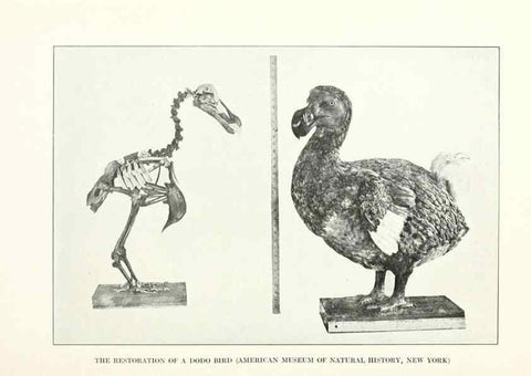 Reproducción/Reproduction 7599656538: The human side of birds,. New York,Frederick A. Stokes company[c1917]