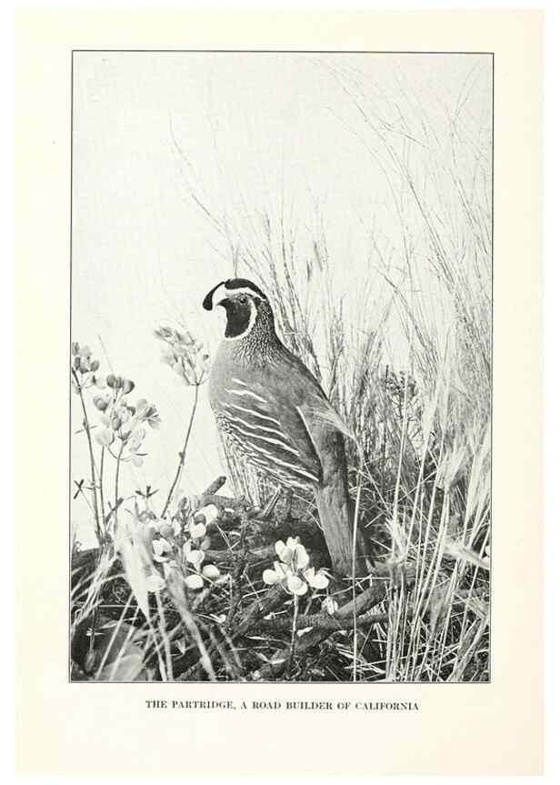 Reproducción/Reproduction 7599659404: The human side of birds,. New York,Frederick A. Stokes company[c1917]