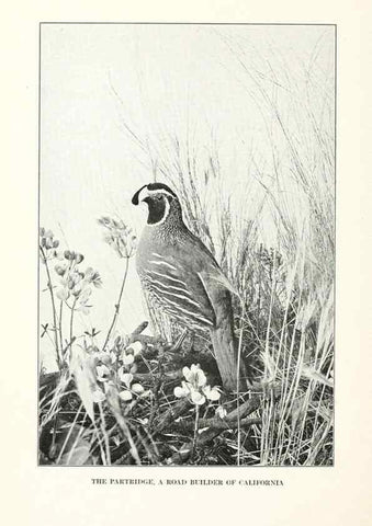 Reproducción/Reproduction 7599659404: The human side of birds,. New York,Frederick A. Stokes company[c1917]