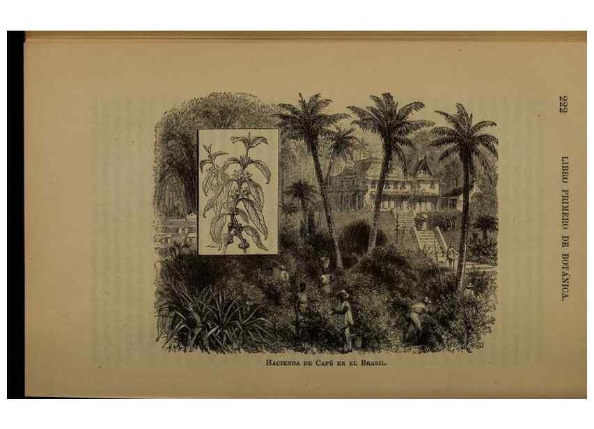 Reproducción/Reproduction 7637181570: Libro primero de botánica (Reino vegetal). Nueva York,D. Appleton,1887.