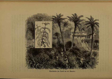 Reproducción/Reproduction 7637181570: Libro primero de botánica (Reino vegetal). Nueva York,D. Appleton,1887.