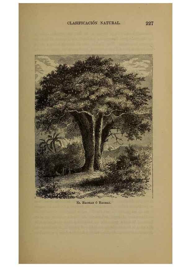 Reproducción/Reproduction 7637183142: Libro primero de botánica (Reino vegetal). Nueva York,D. Appleton,1887.