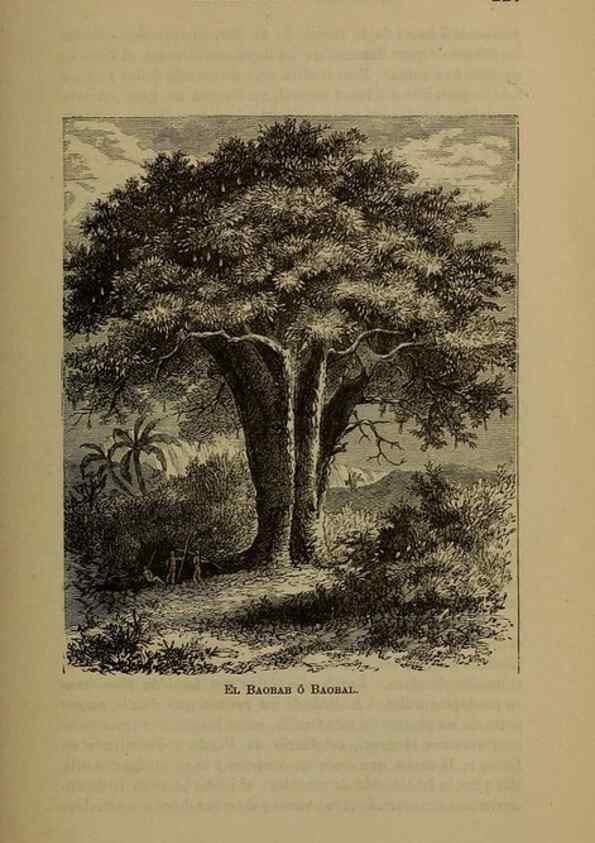 Reproducción/Reproduction 7637183142: Libro primero de botánica (Reino vegetal). Nueva York,D. Appleton,1887.